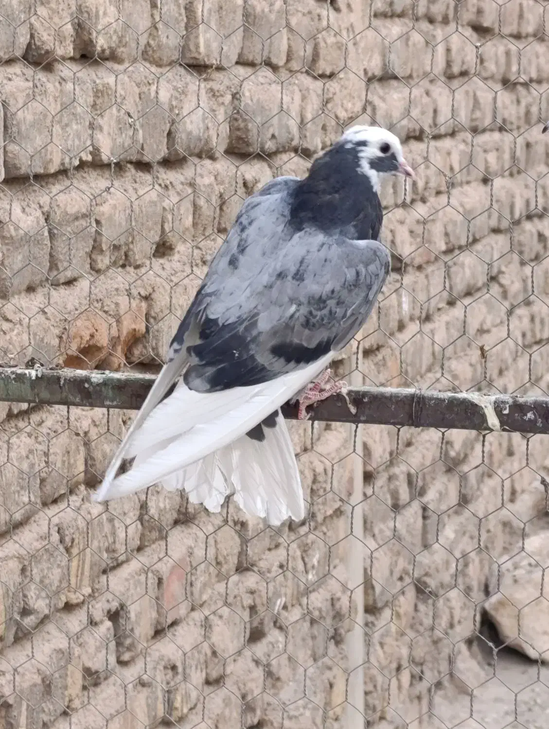 جوجه پرشی|پرنده|قم, علی آباد سعدگان|دیوار