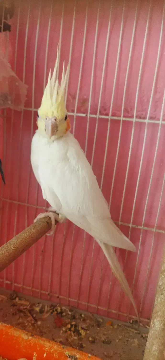 عروس هلندی|پرنده|مشهد, کارمندان دوم|دیوار