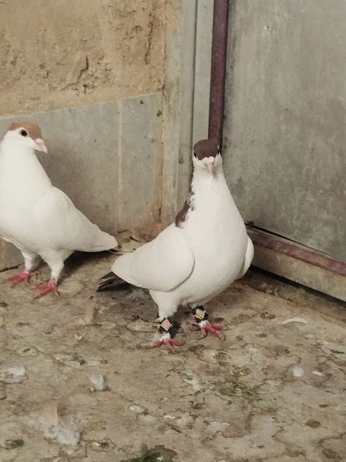 خالدم  سرخ|پرنده|چناران, |دیوار