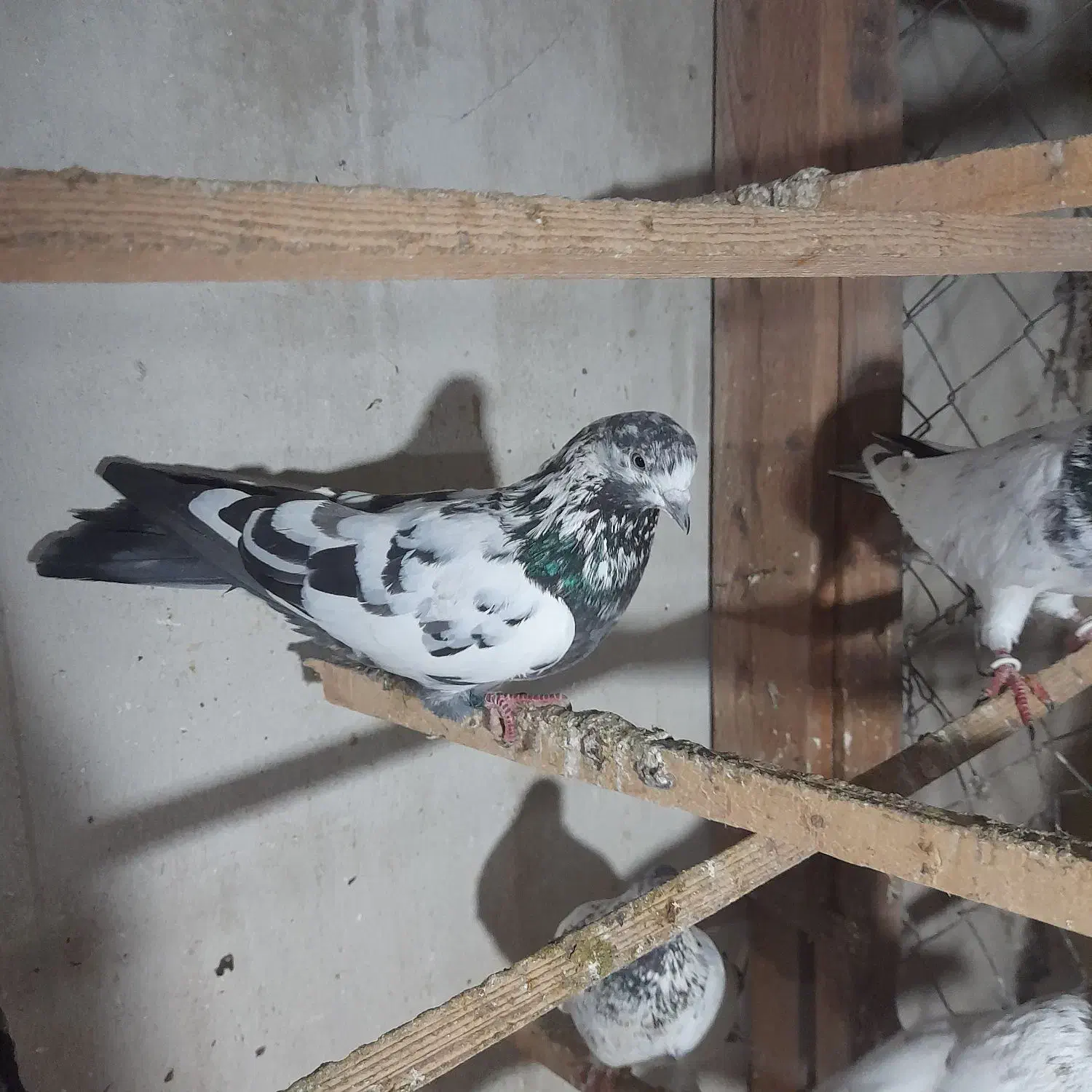 کبوترپرشی|پرنده|رشت, یخسازی|دیوار