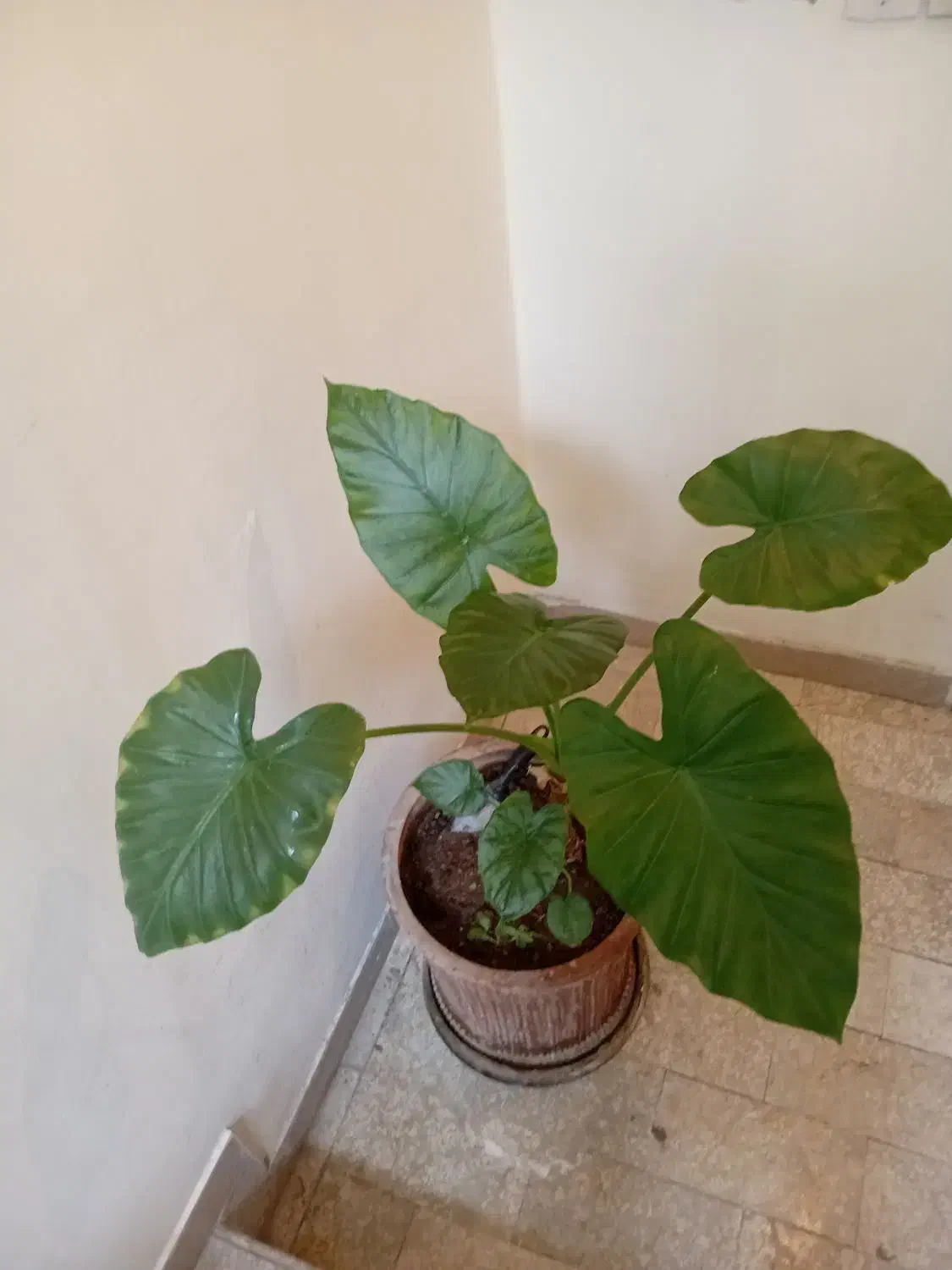 گل طبیعی بابا آدم|گل و گیاه طبیعی|تهران, حکیمیه|دیوار