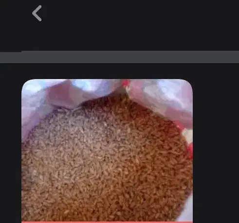 گندم|حراج|آبدانان, |دیوار