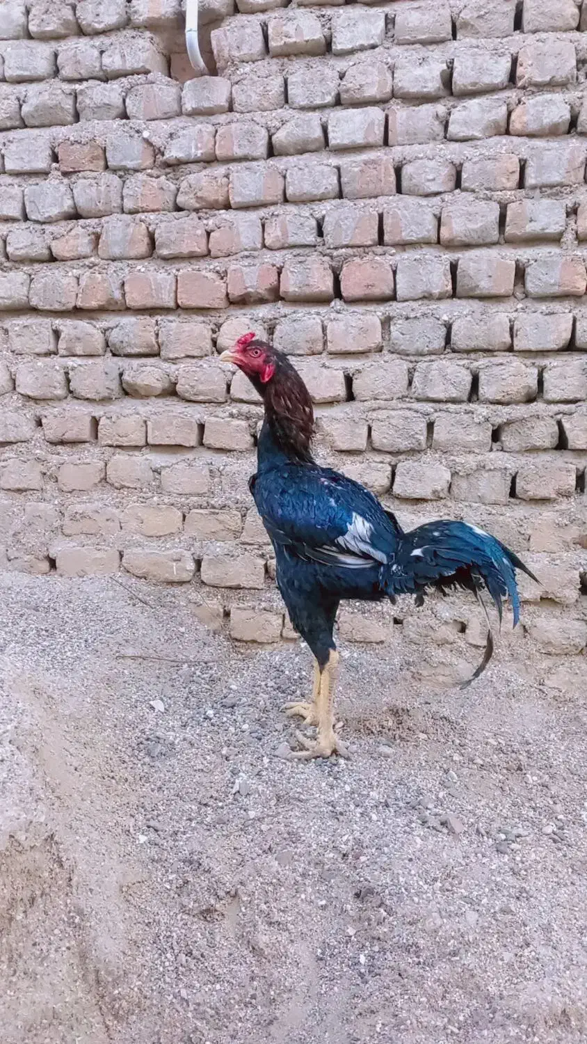 خروس لاری|حیوانات مزرعه|نگین شهر, |دیوار