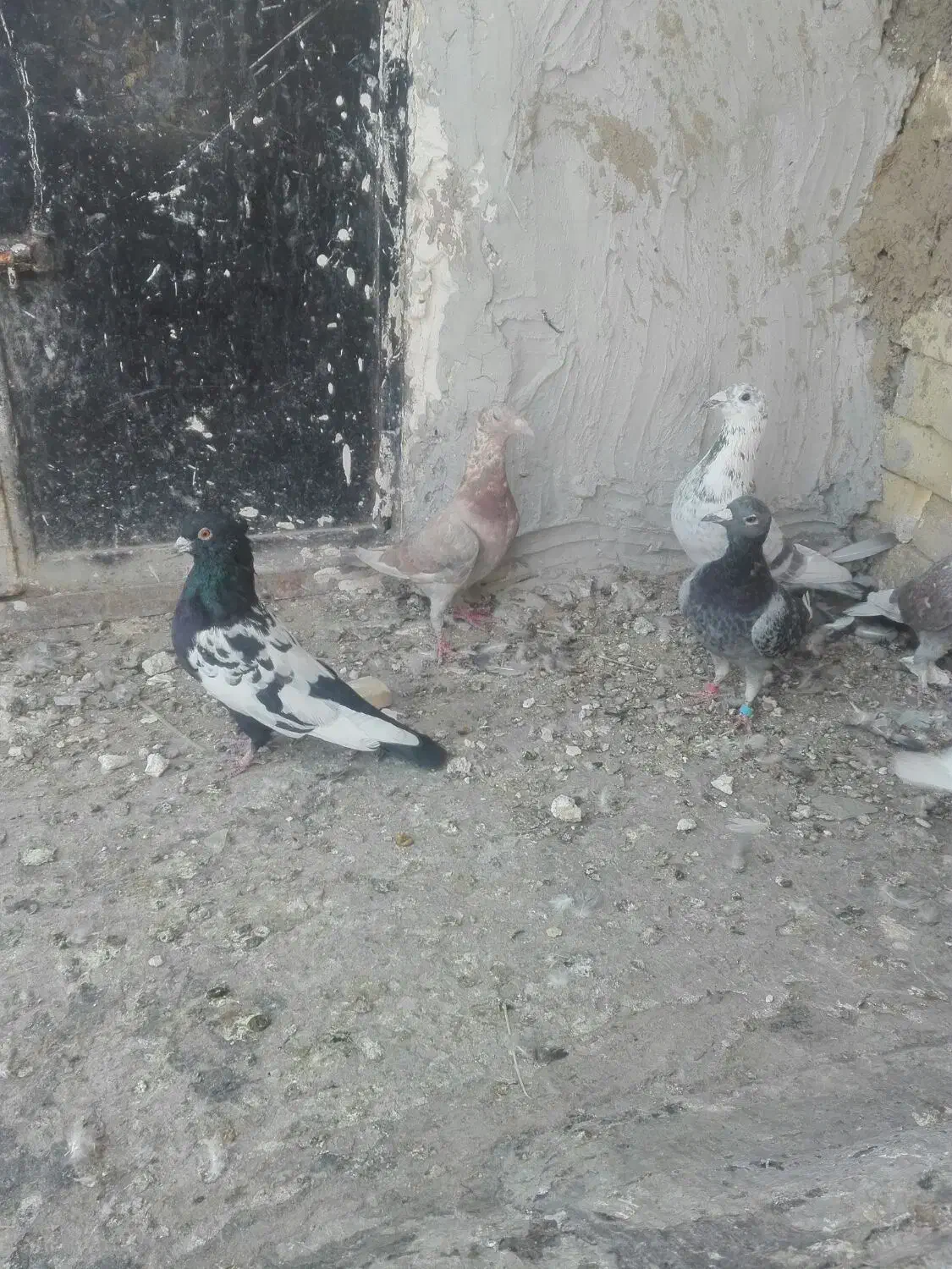 کبوترپلاکی|پرنده|فسا, |دیوار