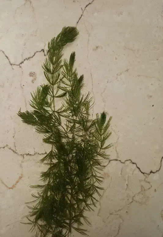 گیاه آکواریومی|ماهی|اراک, |دیوار