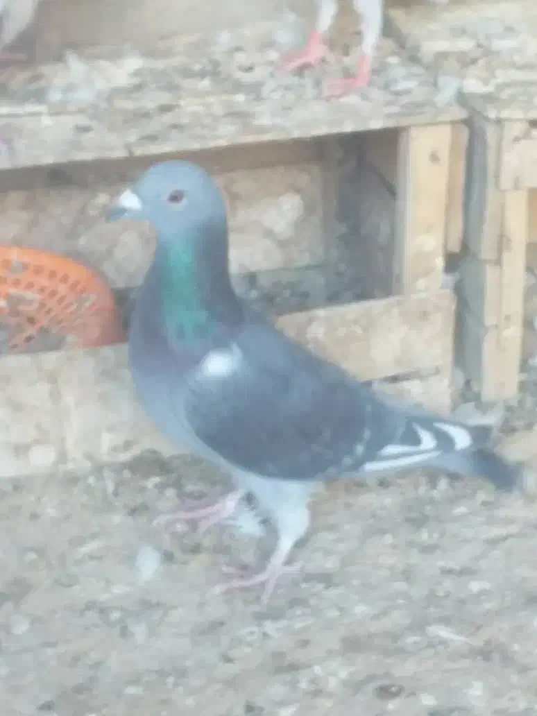 کبوتر پلاکی|پرنده|ارم, |دیوار