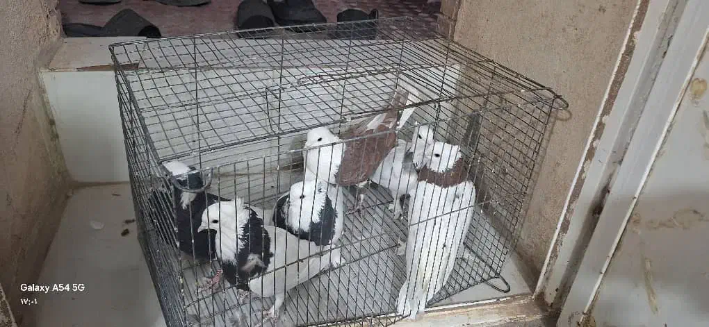 کبوتر|پرنده|رفسنجان, |دیوار