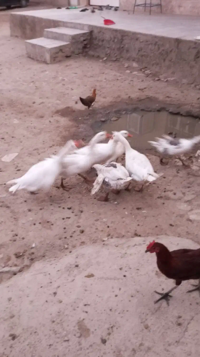 ۱۰عدد قاز|حیوانات مزرعه|بروجرد, |دیوار