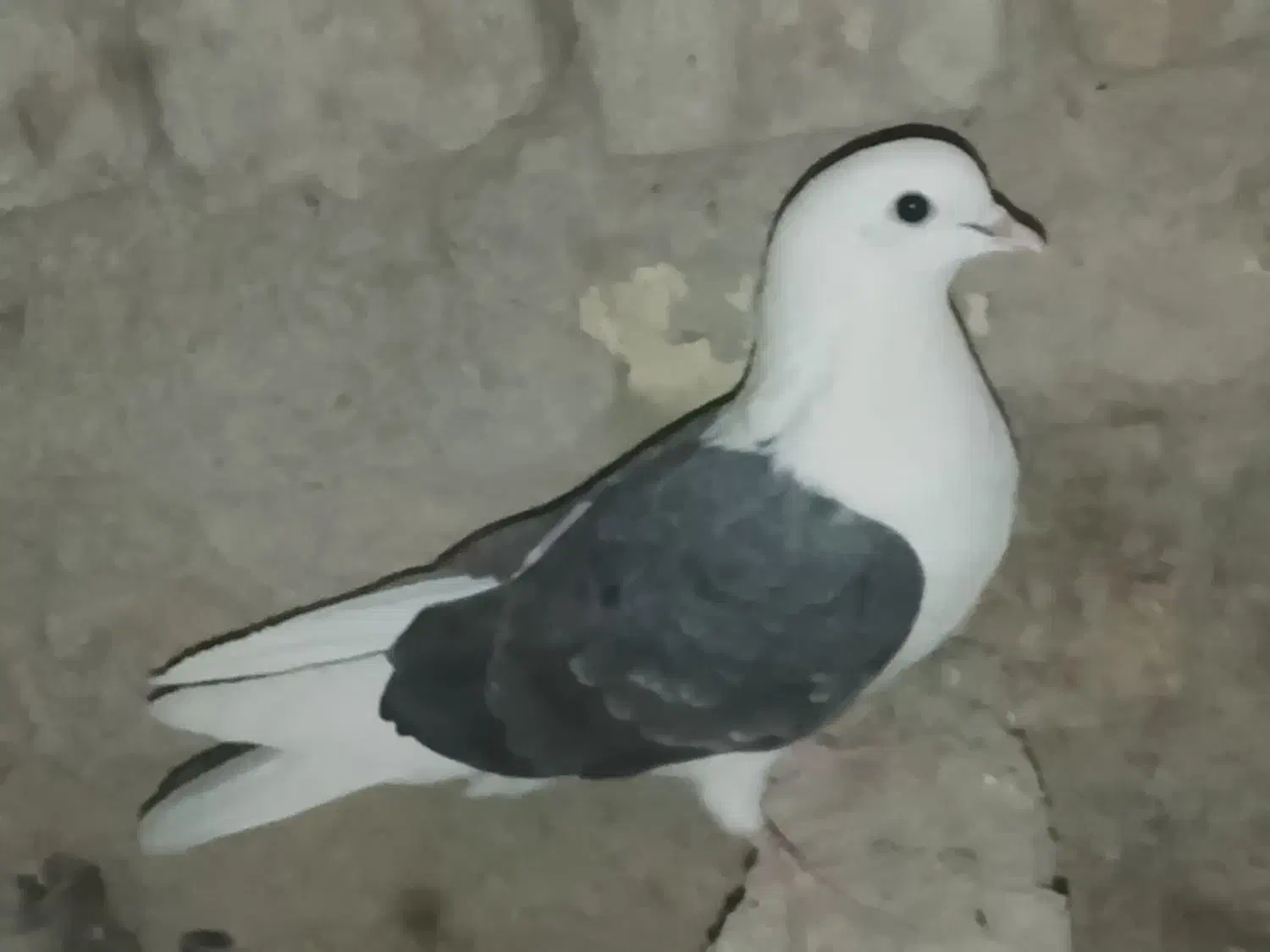 کفتر|پرنده|نیمروز, |دیوار