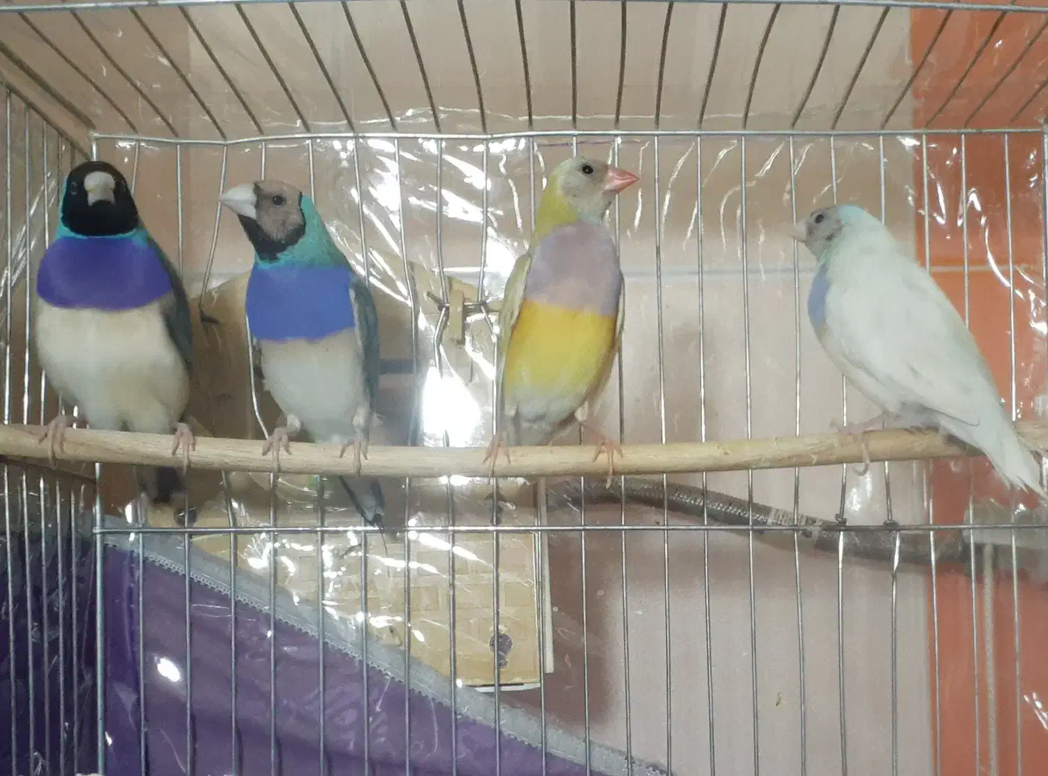 دو جفت گلدین آبی و سیلور و زرد|پرنده|تبریز, |دیوار