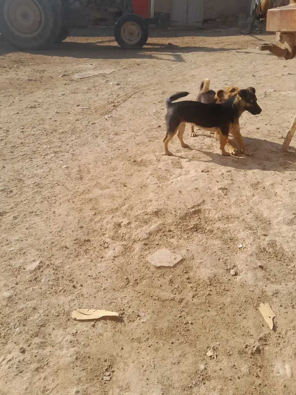 سگ پاکوتاه نر وماده|سگ|شیروان (خراسان), |دیوار