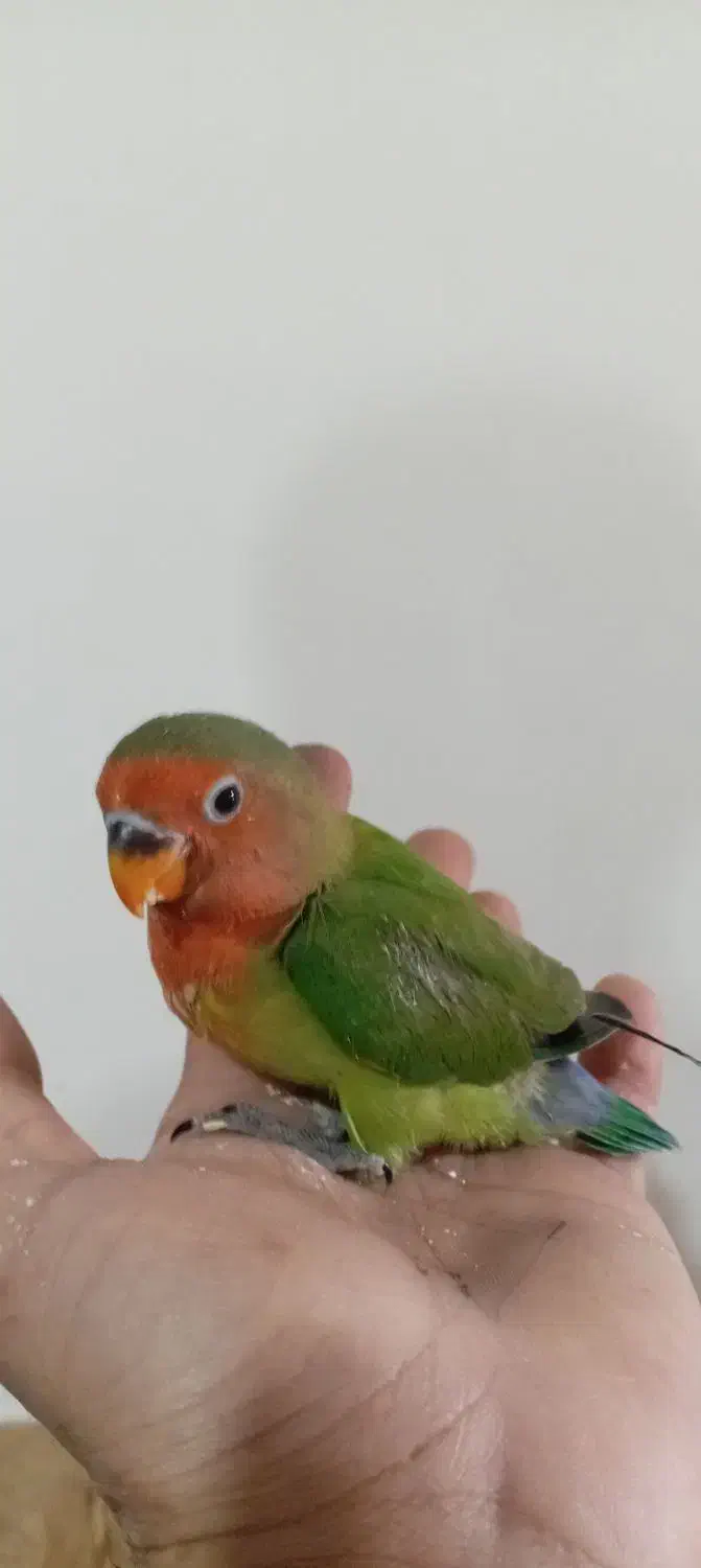 طوطی برزیلی سرلاکی|پرنده|آستارا, |دیوار