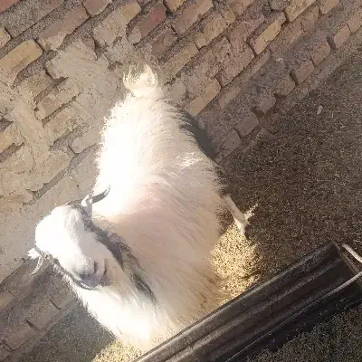 یک عدد بز چاق در خونه ای|حیوانات مزرعه|سربیشه, |دیوار