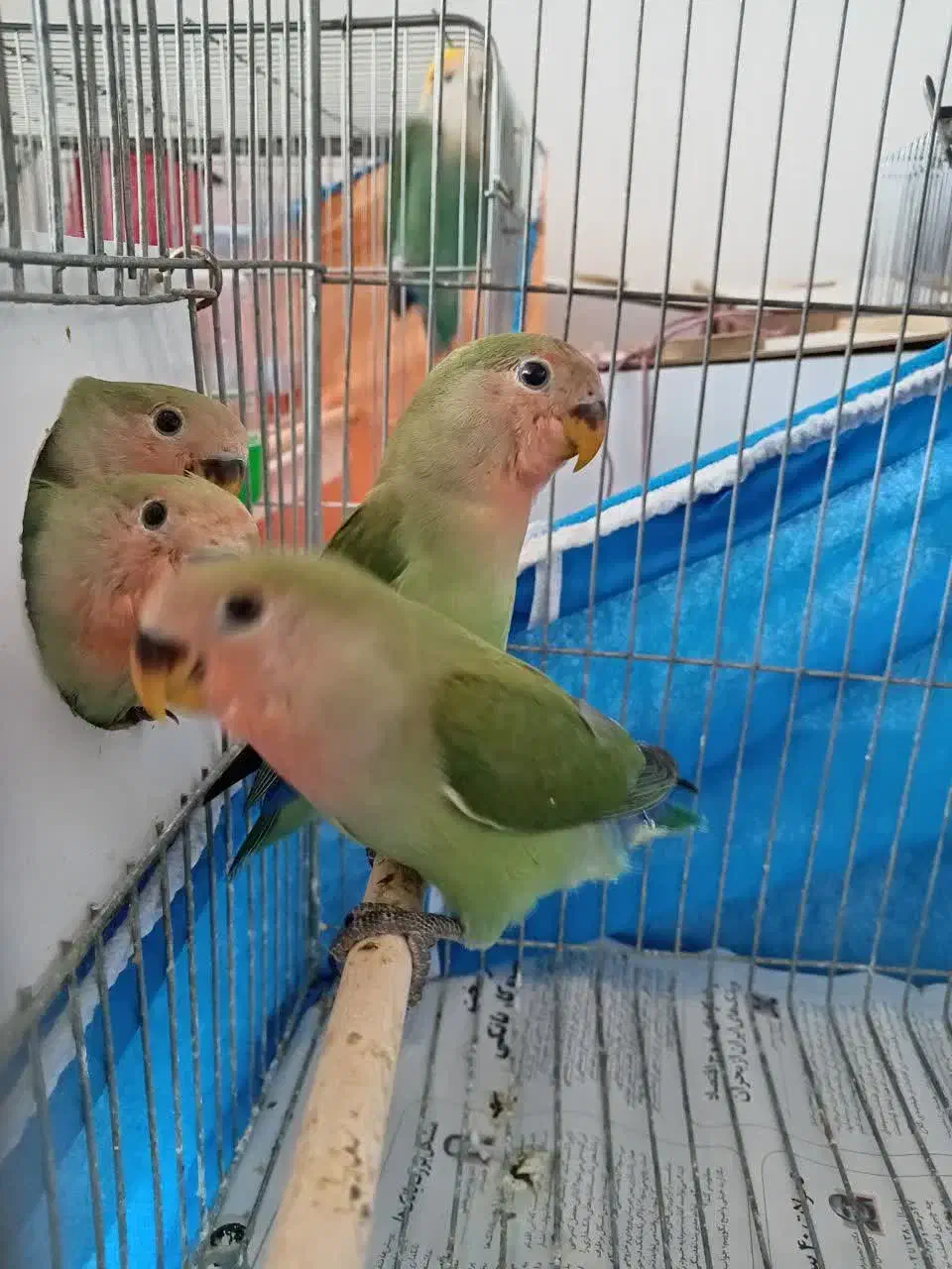 کوتوله برزیلی|پرنده|نجفآباد, سعدی|دیوار