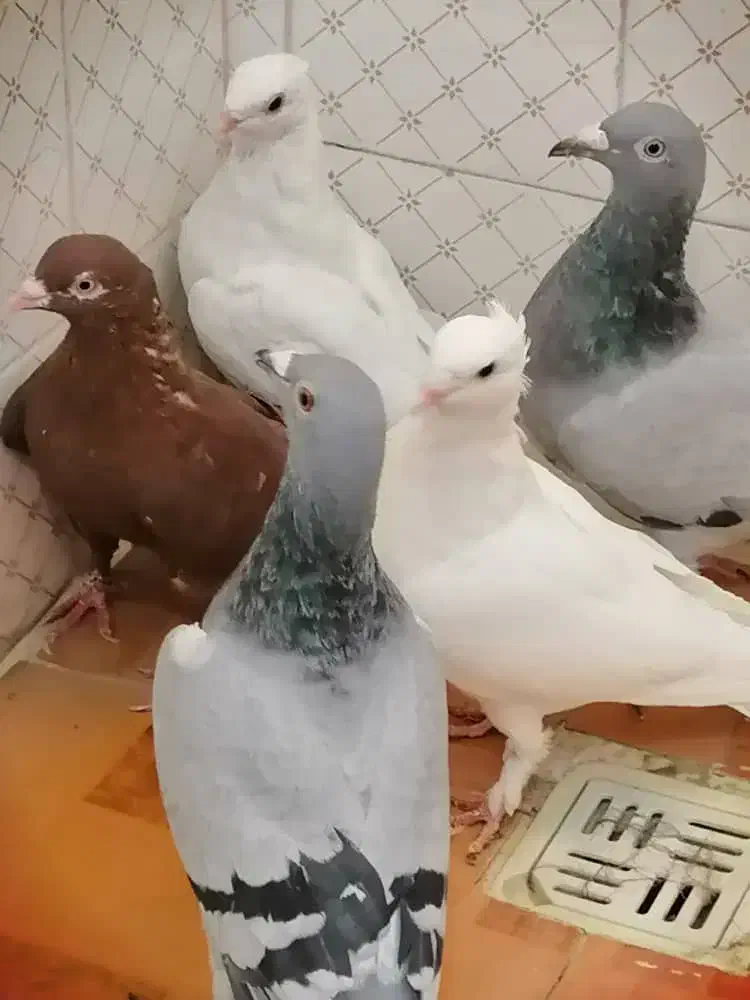 فروش تعدادی کبوتر|پرنده|داراب, |دیوار