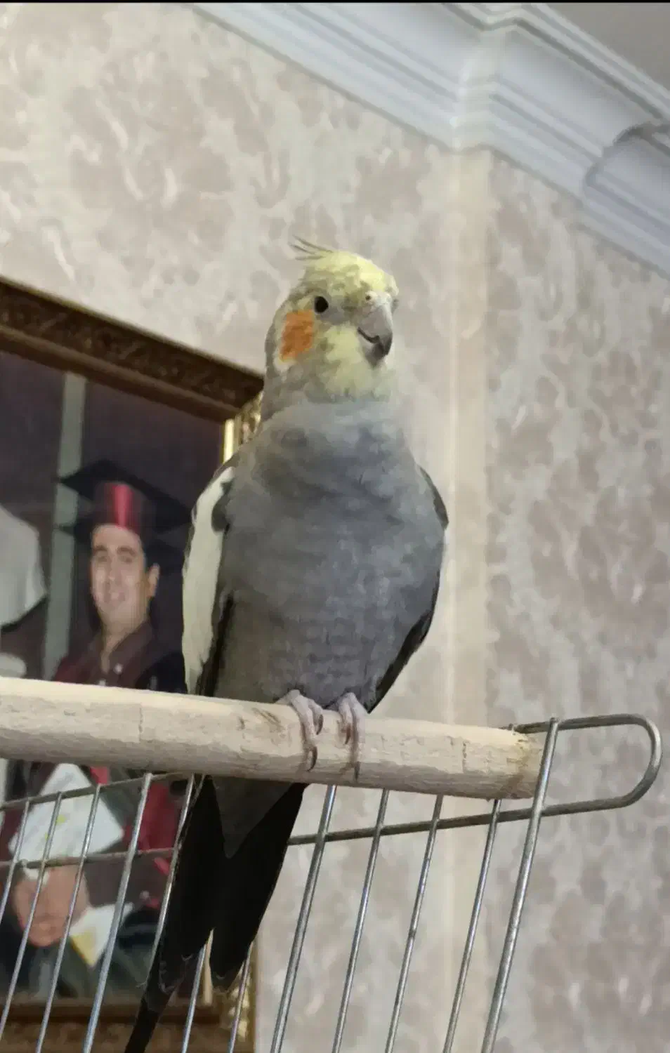 عروس هلندی گم شده|پرنده|خاش, |دیوار