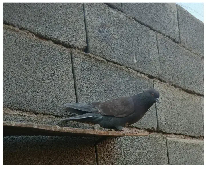 کبوتر|پرنده|نورآباد, |دیوار