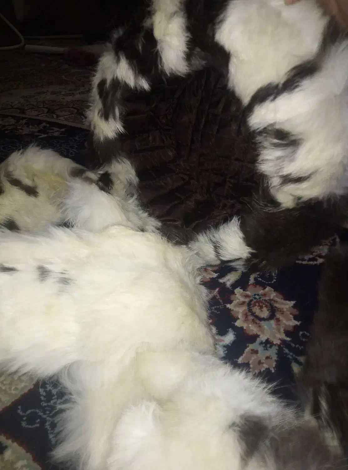 کلاه و شال گردن پوست طبیعی|لباس|مشهد, امین آباد|دیوار