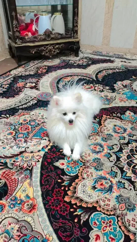 فروش سگ پامرئین برای|سگ|بندرعباس, |دیوار