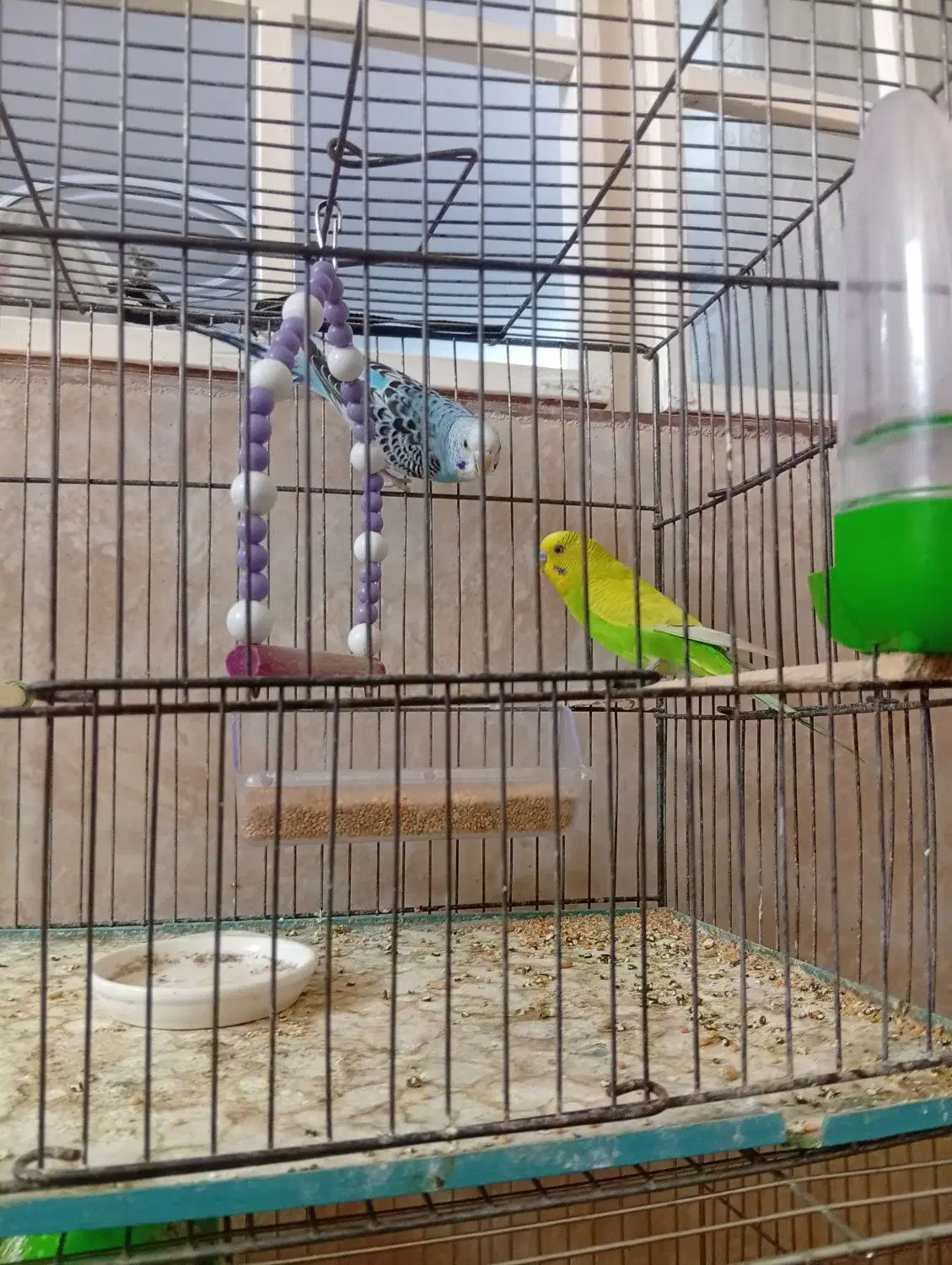 یه جفت مرغ عشق|پرنده|قم, نوبهار|دیوار