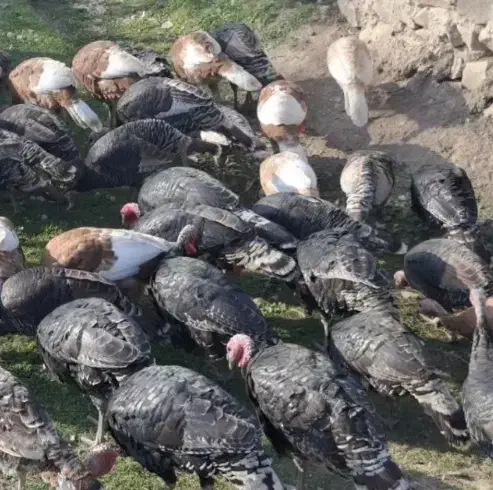 بوقلمون محلی و برنز|حیوانات مزرعه|هرسین, |دیوار