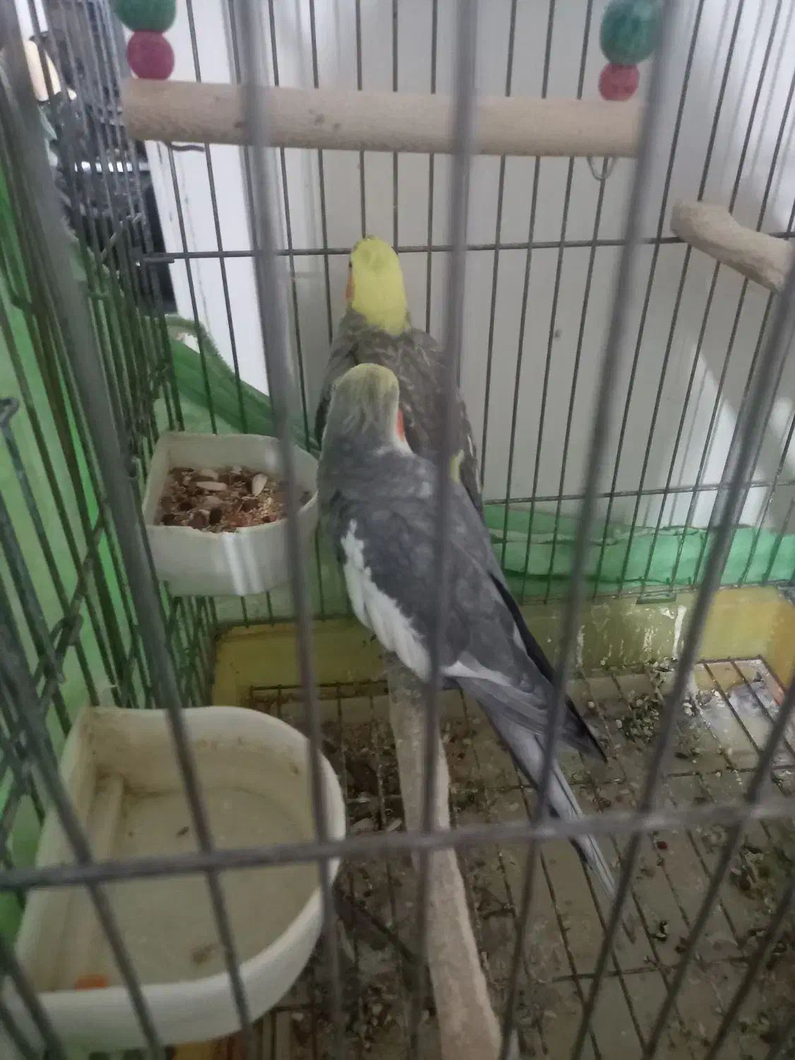 جفت مولد کارداده|پرنده|تهران, شهرک غرب|دیوار