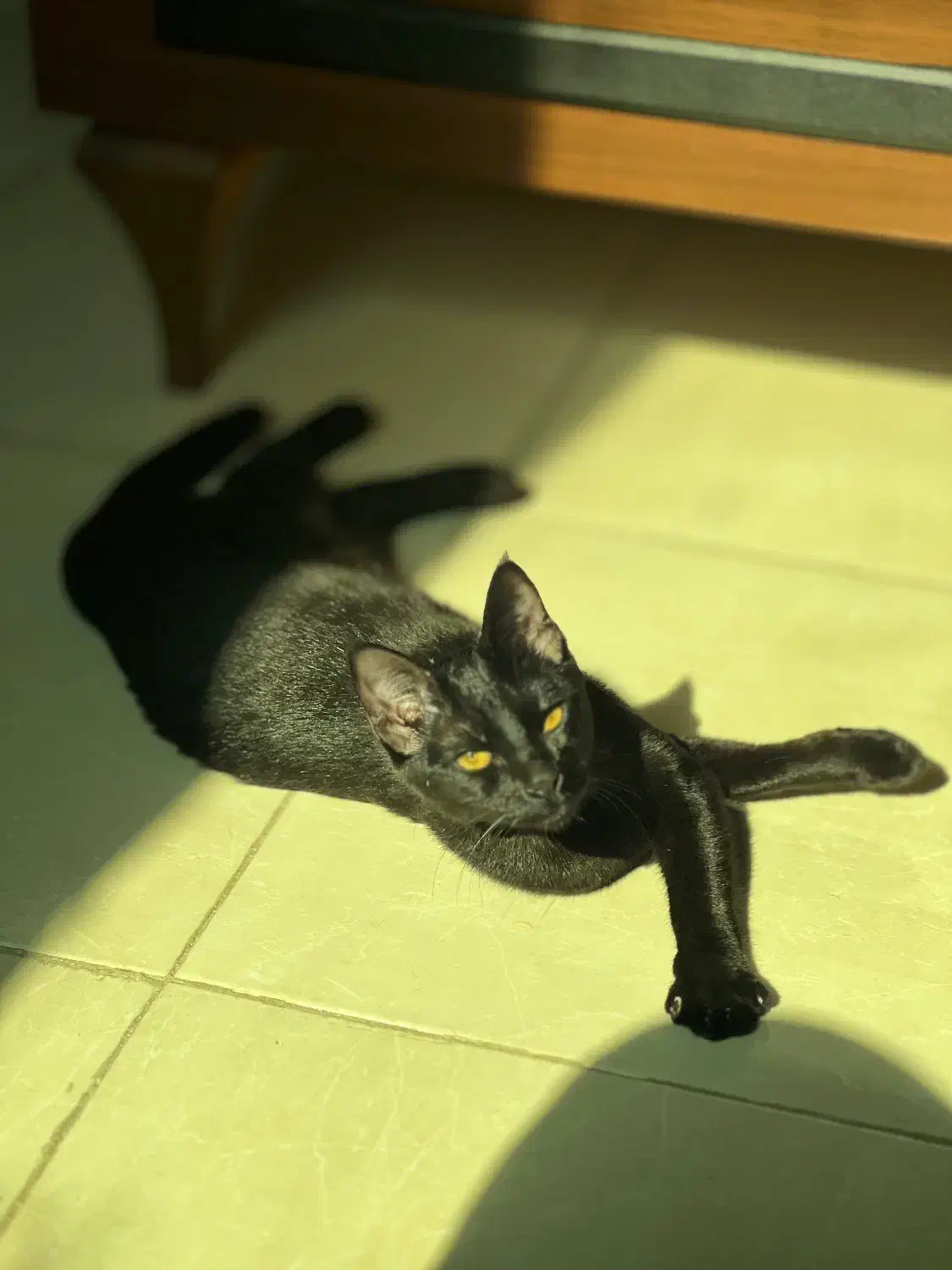 واگزاری گربه|گربه|قشم, |دیوار