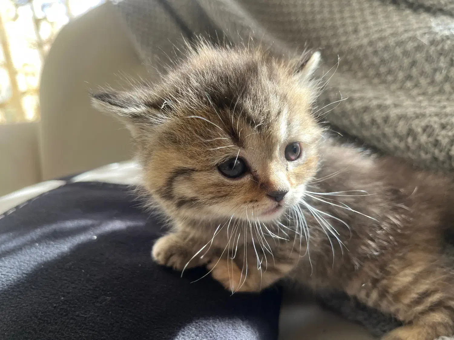 گربه|گربه|شاهینشهر, خبرنگار|دیوار