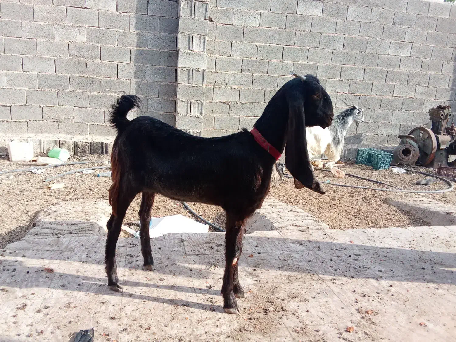 کهره ماده کاموری اصل|حیوانات مزرعه|رحمتآباد, |دیوار