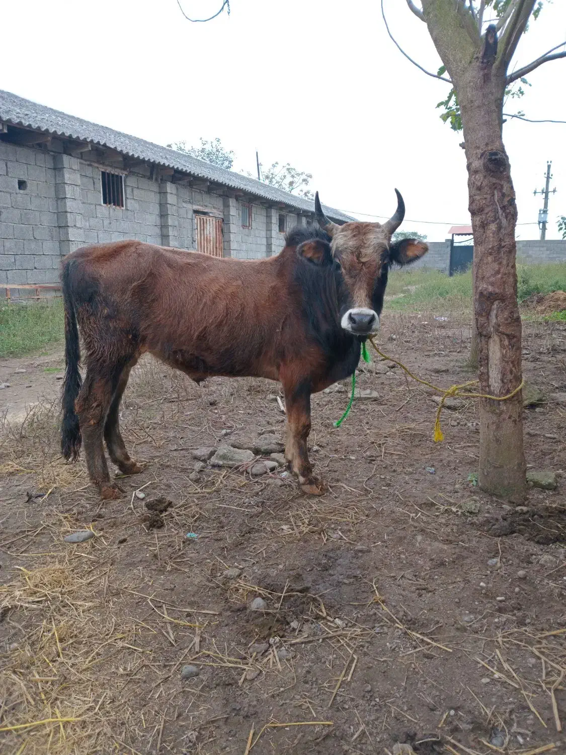 ورزا کوله گرگی چالوسی ۱۱۰ تایی|حیوانات مزرعه|آستانه اشرفیه, |دیوار