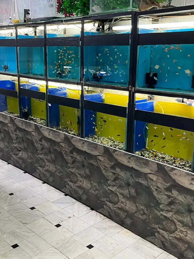 ماهی آکواریم آبنوس|ماهی|قم, هفت تیر|دیوار