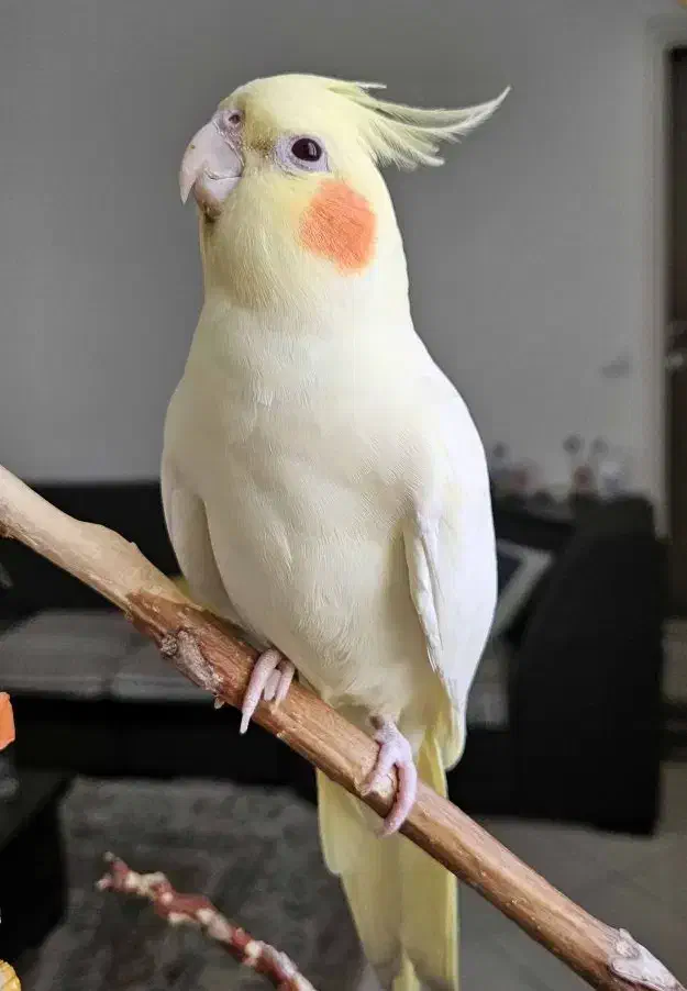 گمشده|حیوانات|شوش, |دیوار