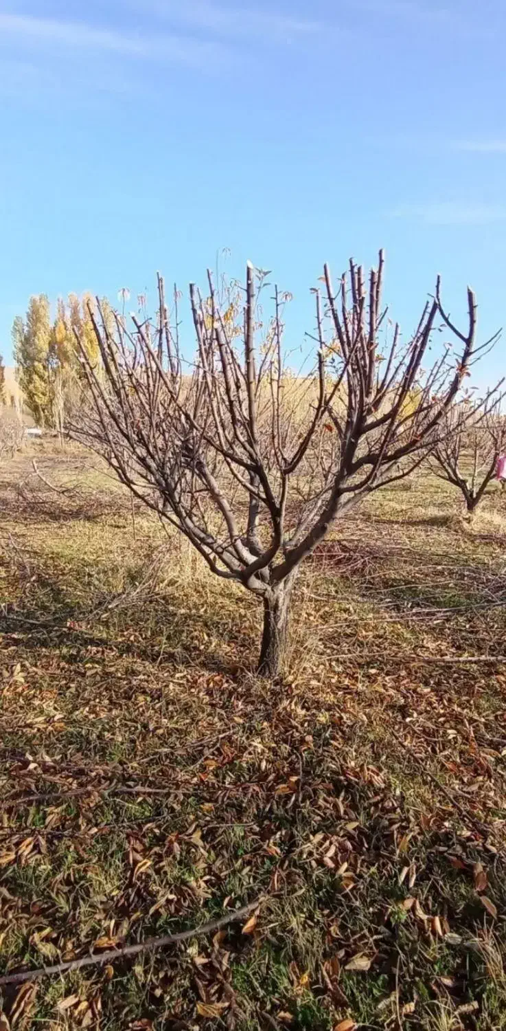 هرس هرس باغبانی|خدمات باغبانی و درختکاری|بهار, |دیوار