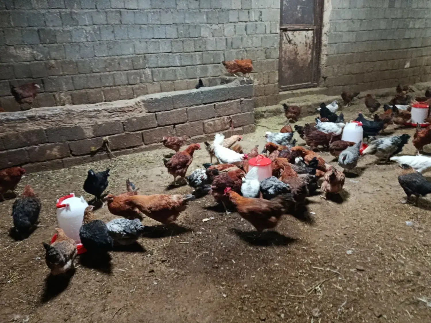 مرغ|حیوانات مزرعه|سقز, |دیوار