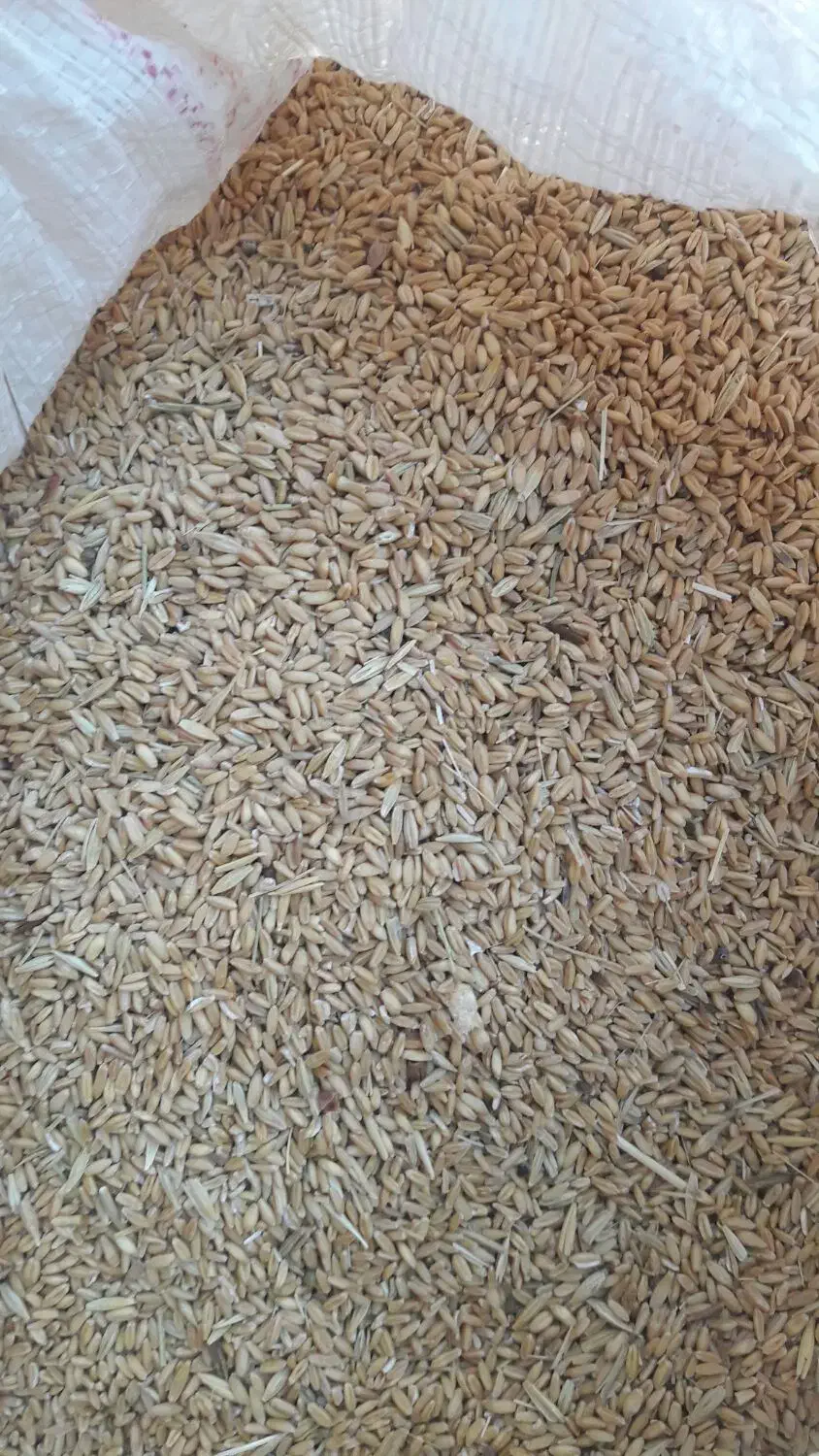 گندم|خدمات باغبانی و درختکاری|بروجرد, |دیوار