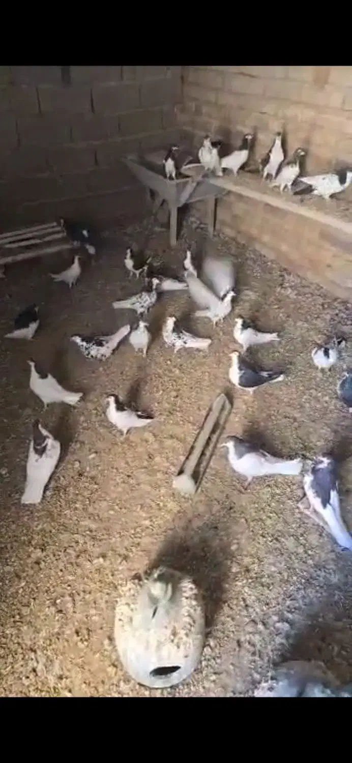 ۵۰عدد کبوتر شهری خوب به فروش میرسد|پرنده|شیراز, وزیرآباد|دیوار