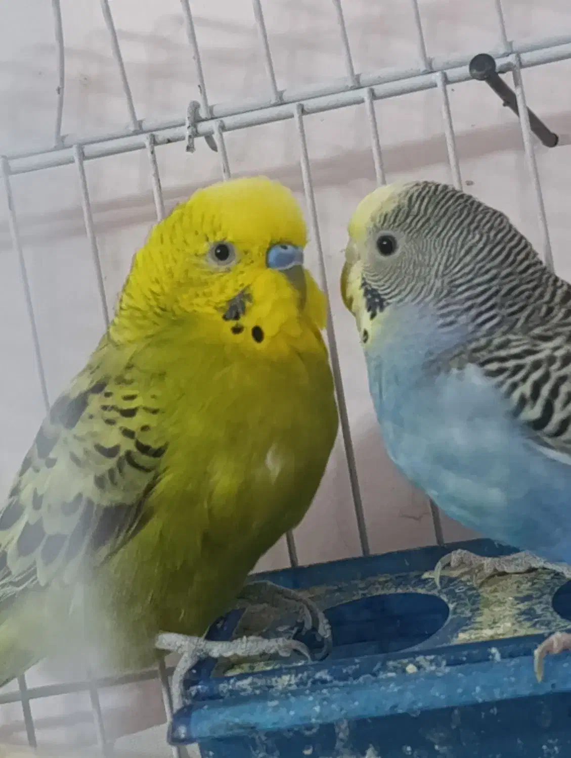 مرغ عشق|پرنده|صدرا-فارس, فاز ۱|دیوار