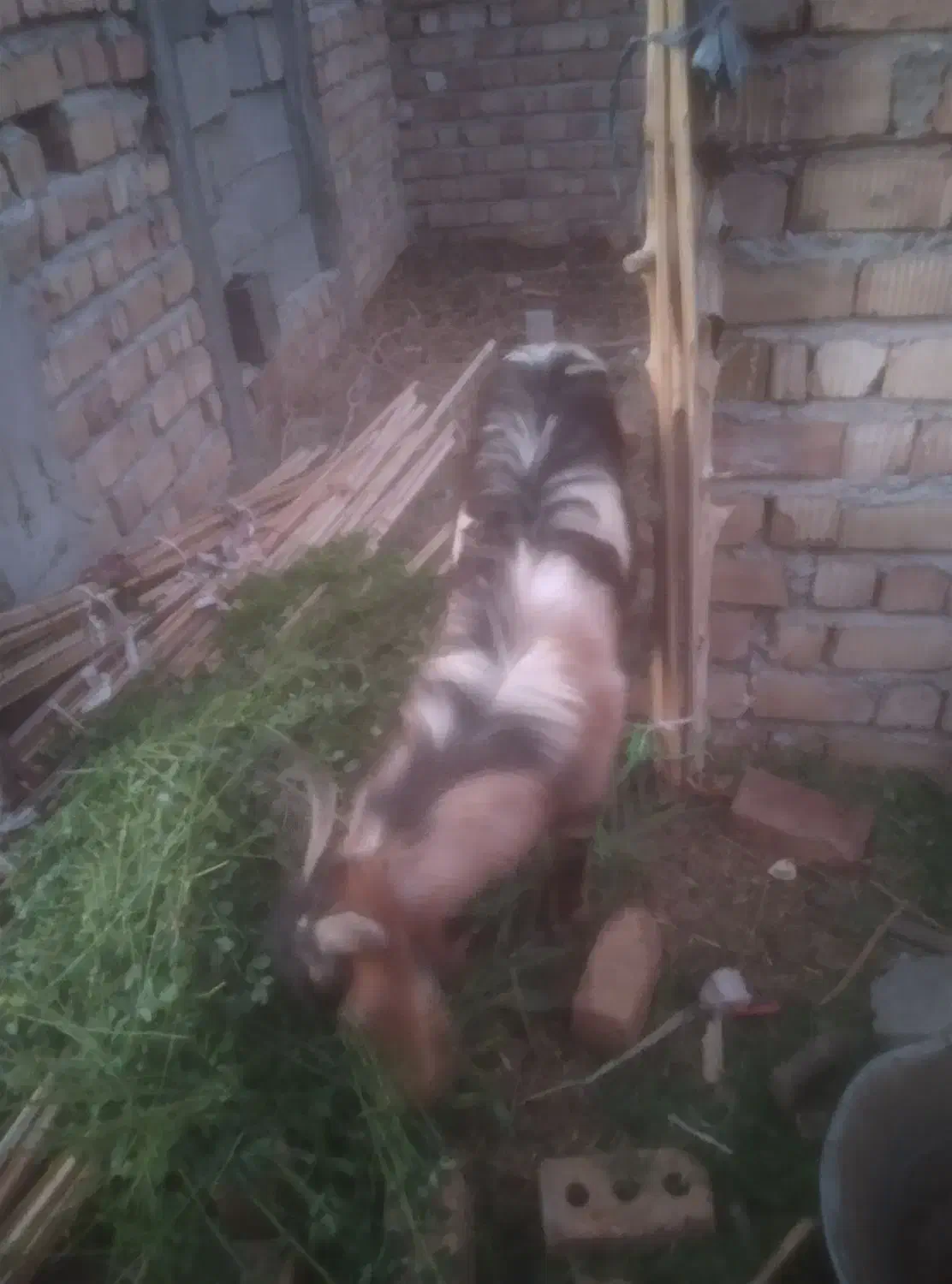 15000000|حیوانات مزرعه|دامن, |دیوار