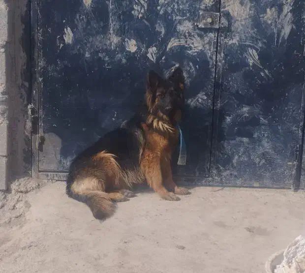 ژرمن شپرد ماده اصیل|سگ|صوفیان, |دیوار