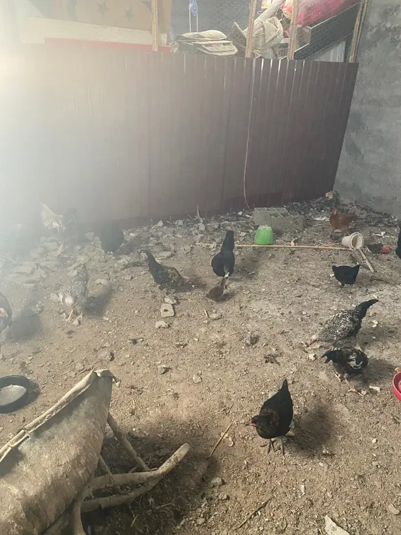 مرغ وخروش و جوجه|حیوانات مزرعه|گرگان, |دیوار