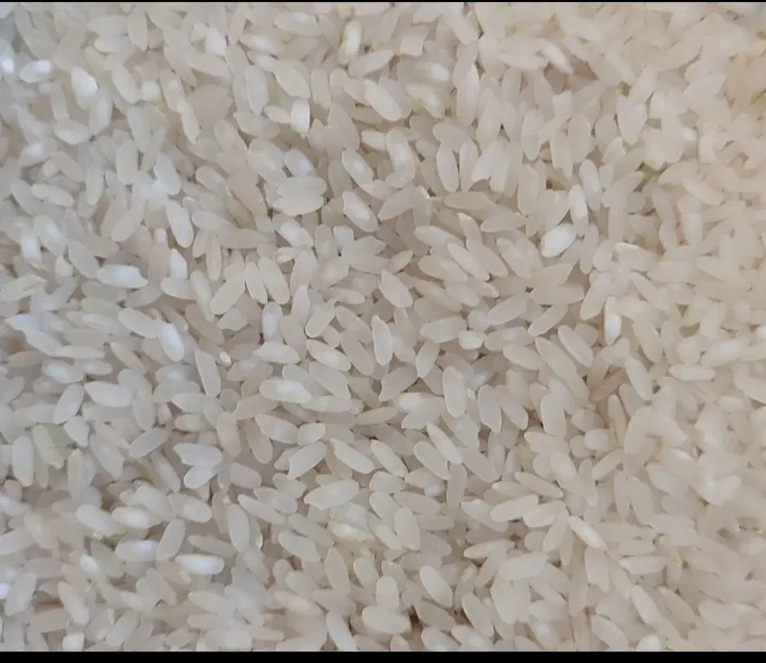 برنج کامفیروزی اصل حیدری درجه یک به شرط...|عمدهفروشی|کامفیروز, |دیوار