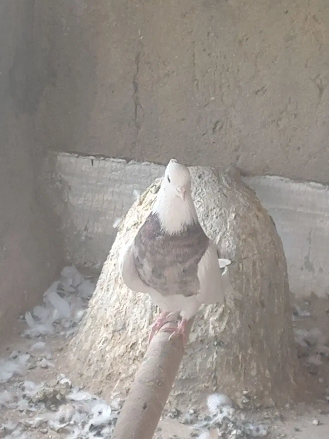 طوقی خرمایی خال سیاه|پرنده|فامنین, |دیوار