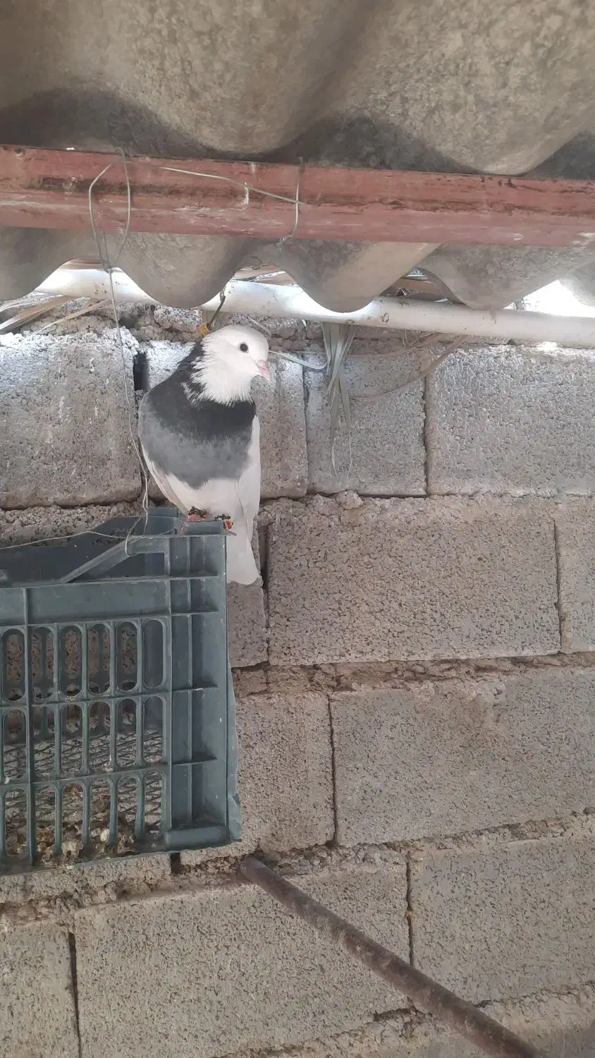 کبوتر|پرنده|برازجان, |دیوار