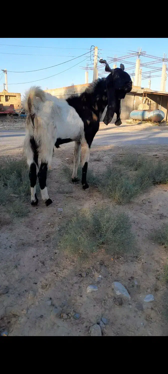 تکه پاکستانی|حیوانات مزرعه|انبارآلوم, |دیوار