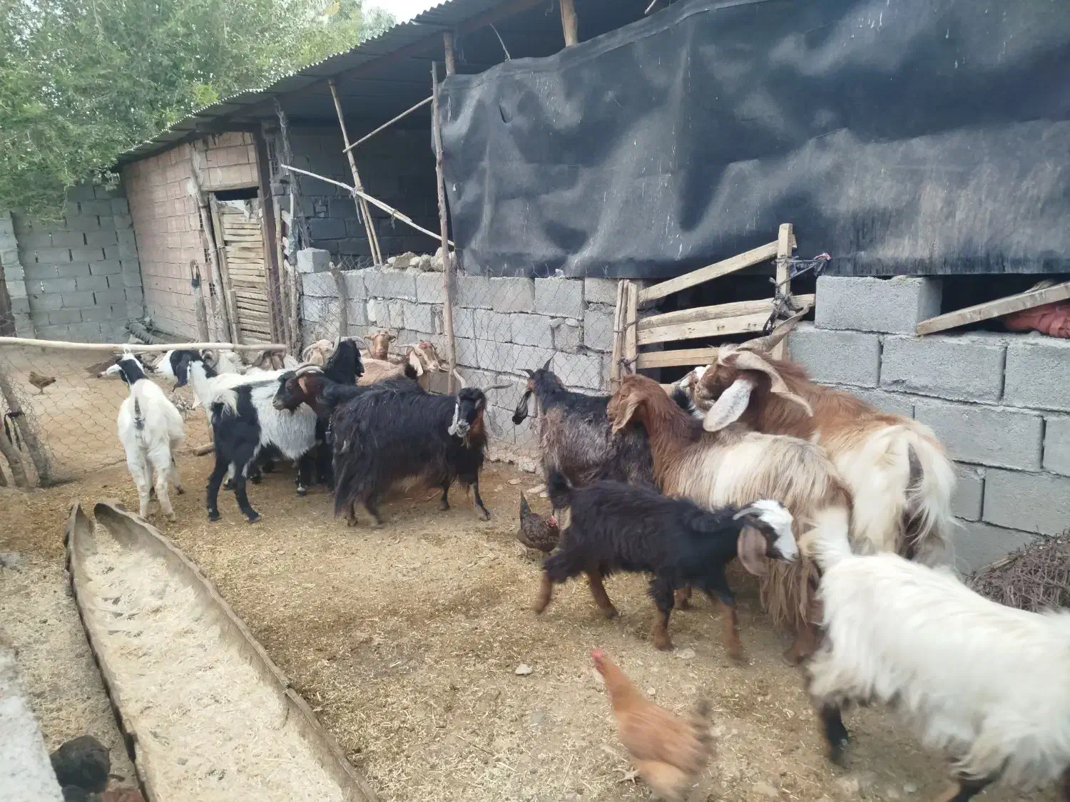 فروش بزه یک سابرین|حیوانات مزرعه|دره شهر, |دیوار