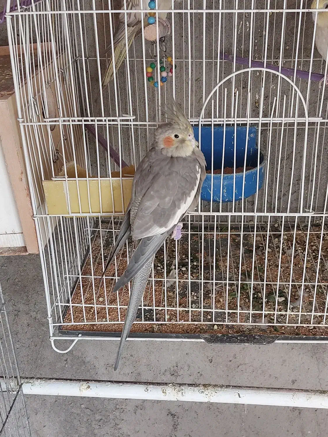 عروس هلندی|پرنده|تبریز, |دیوار