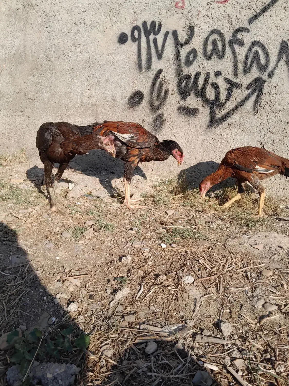 جوجه لاری|حیوانات مزرعه|نگین شهر, |دیوار