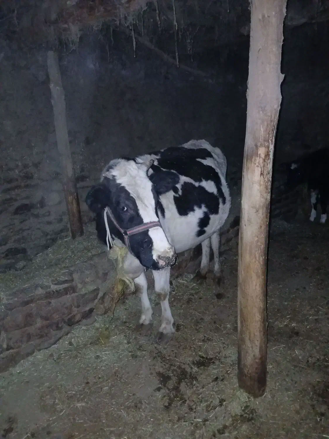 گاو و گوساله|حیوانات مزرعه|صومای برادوست, |دیوار