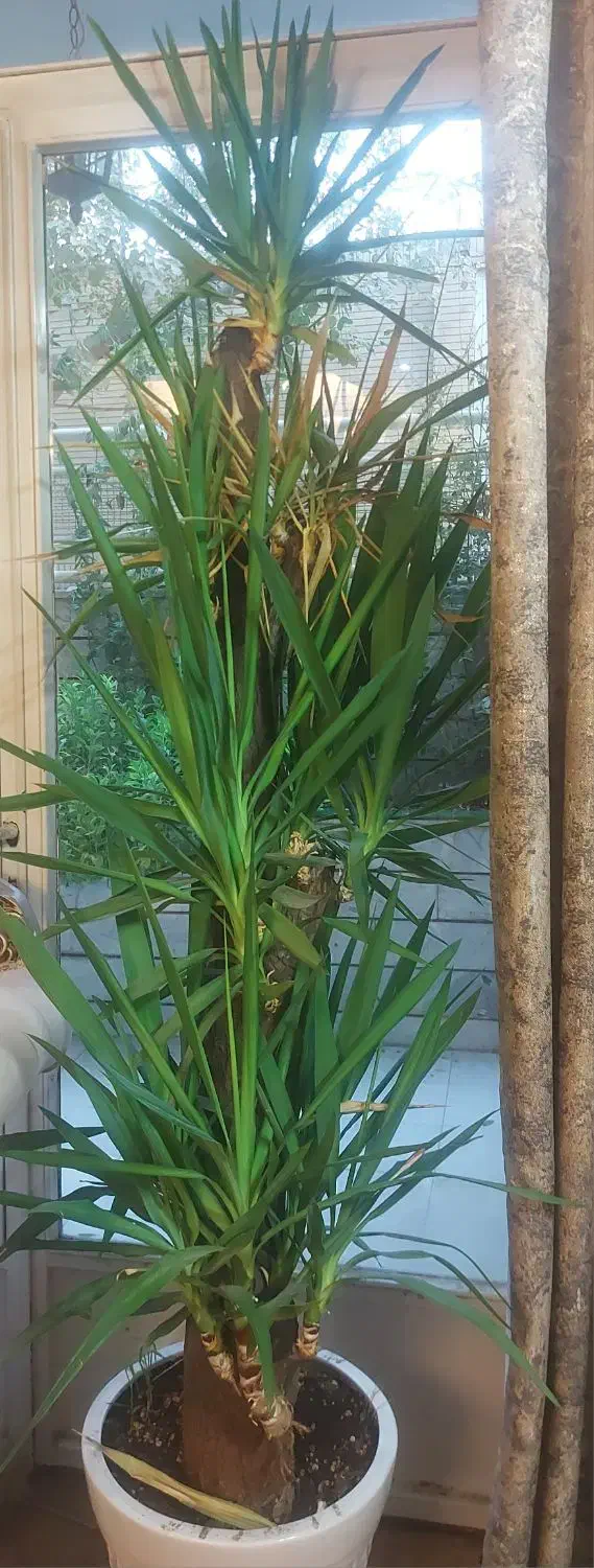 درخت یوکا|گل و گیاه طبیعی|اصفهان, جویباره|دیوار