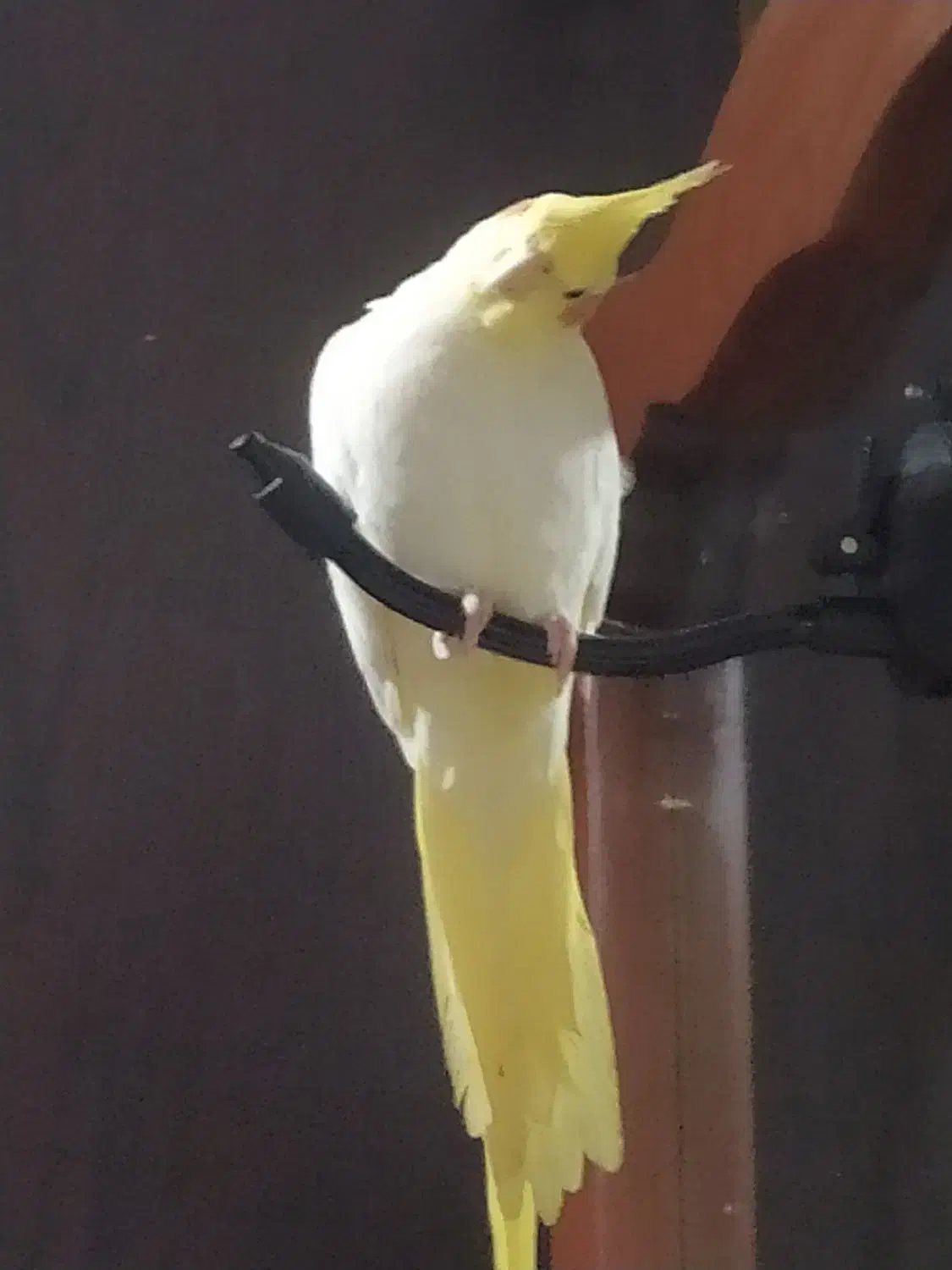 عروس هلندی ماده|پرنده|رشت, کوی مهر|دیوار